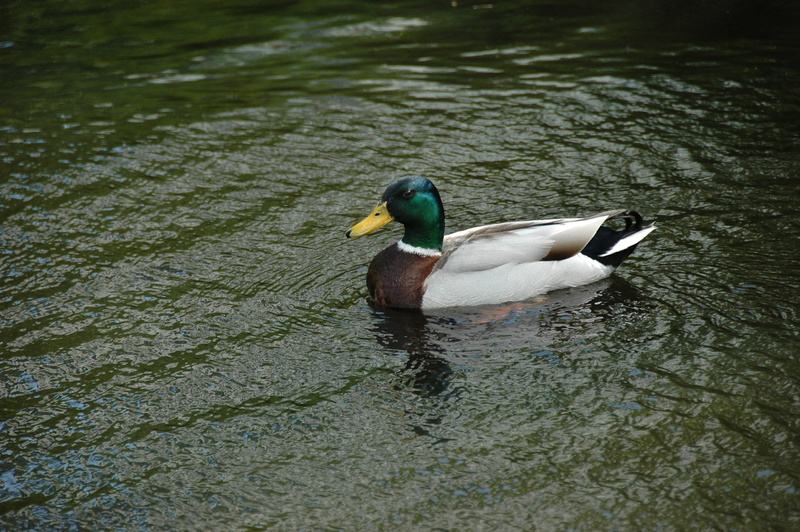 swimming Animal, day, animal wildlife, Mallard, water, animal, male Animal, swim, mandarin duck, nature, beauty In Nature, beak, Wild, animals In The Wild