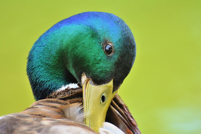 selective, bill, no people, mallard, one animal, focus on foreground, duck, outdoors, day, green background, head, yellow, cute, blue, water bird, animal wildlife