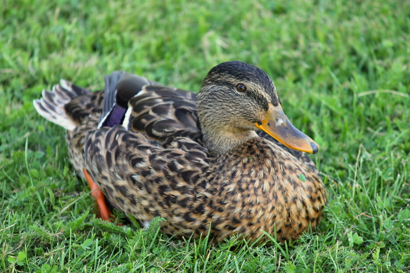 poultry, mallard duck, field, female animal, animal wildlife, close-up, one animal, female mallard, animal world, swimming duck, no people, plant, looks