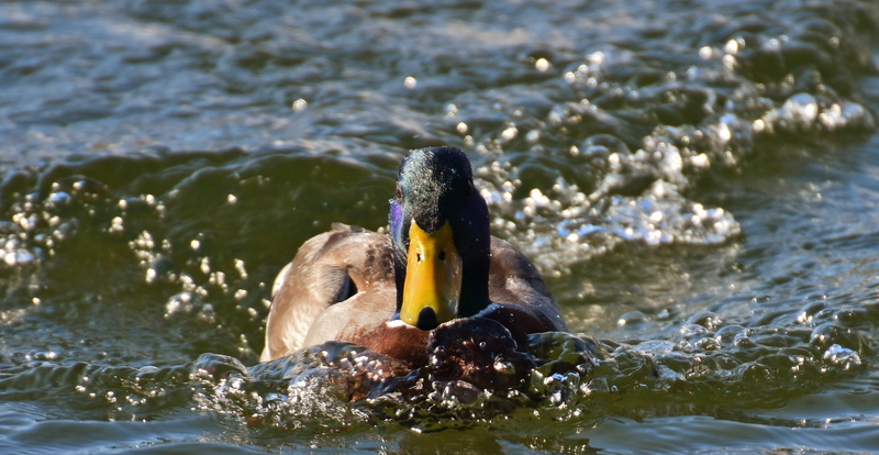 animal wildlife, bill, duck bird, group of animals, duck, male, animal head, animals in the wild, bird, water bird, waterfowl, outdoors, animal themes