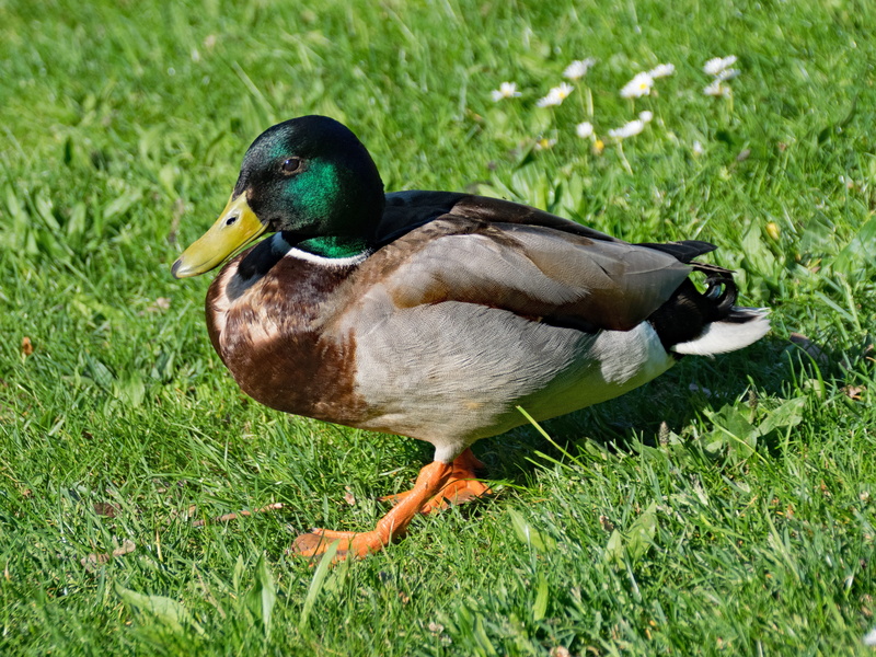 birds, wildlife, poultry, close-up, beauty In Nature, Anas, animal world, animal wildlife, water, color Image, water Bird, 4K, platyrhynchos, vertebrate