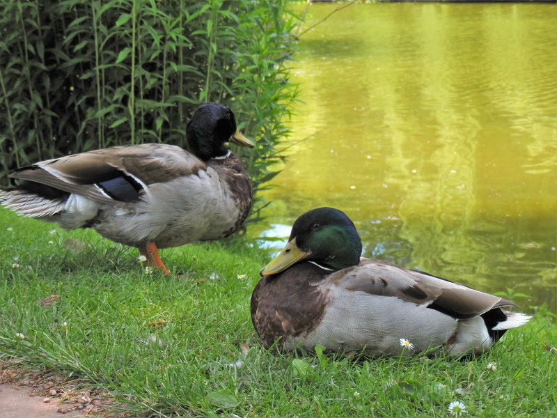Duck, green Color, no people, grass, animals In The Wild, feather, swimming Animal, animal family, plant, animal wildlife, bill, day, Water Bird, group of animals