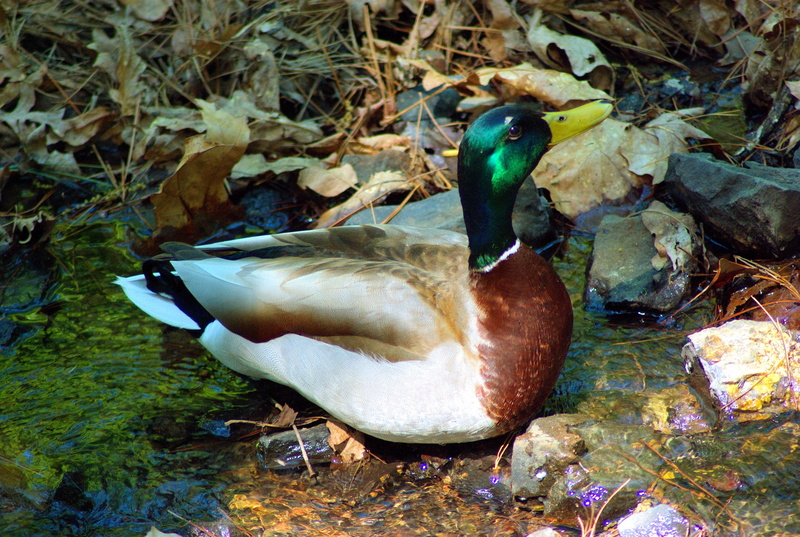 vertebrate, feather, mallard, arkansas, botanical, animal themes, bill, mallard at garvan woodland gardens, male animal, poultry, feathers, water bird