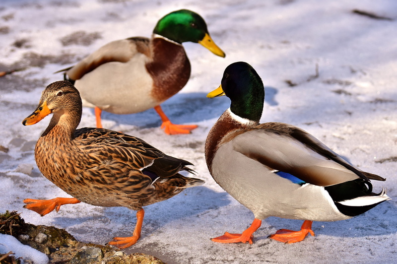nature, mallard duck, bread, males, creature, male mallard, cold temperature, poultry, aquatic animal, water, vertebrate, animal themes, close, beach, winter