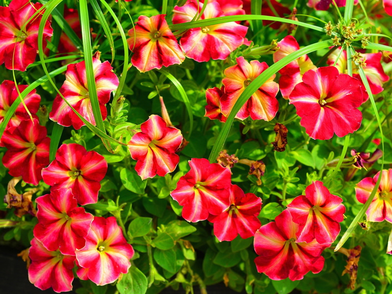 Flowers, Red, Petunia, 1080P