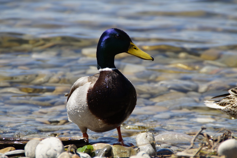 male, nature, duck bird, Bird, Ducks, animal world, males, animal wildlife, bank, Duck, pond, Mallards, lake, animals, animal themes, solid, animal, animals in the wild