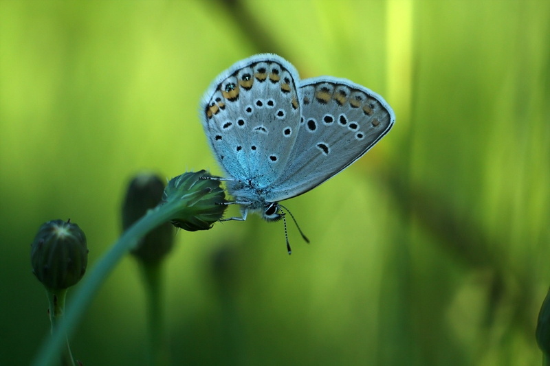 day, close-up, no people, invertebrate, 1080P, butterfly, flowering plant, insect, selective focus, animal, focus on foreground, flowers, animals in the wild