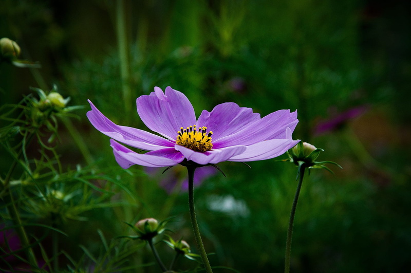 grass, growth, Flower, petal, pink color, green Color, purple, Bloom, violet, vulnerability, Anemone, focus on foreground, close-up, meadow, springtime