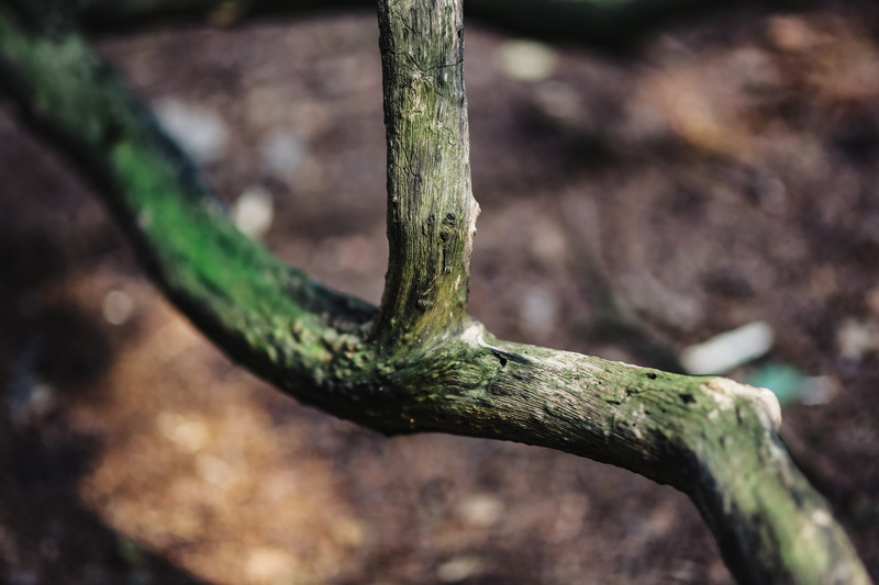 textured, tree, wood, focus on foreground, moss, close-up, branch, selective focus, trunk, walk, growth, leaf, tree trunk, wood - material, nature, day