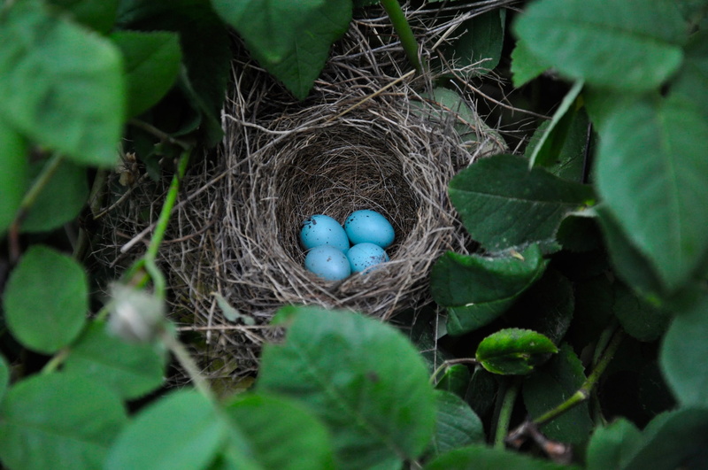 blue, scrim, surrounded, close, animal nest, outdoors, no people, nest building, beginnings, bushes, eggs, new life, nest, leaf, hatching, vulnerability