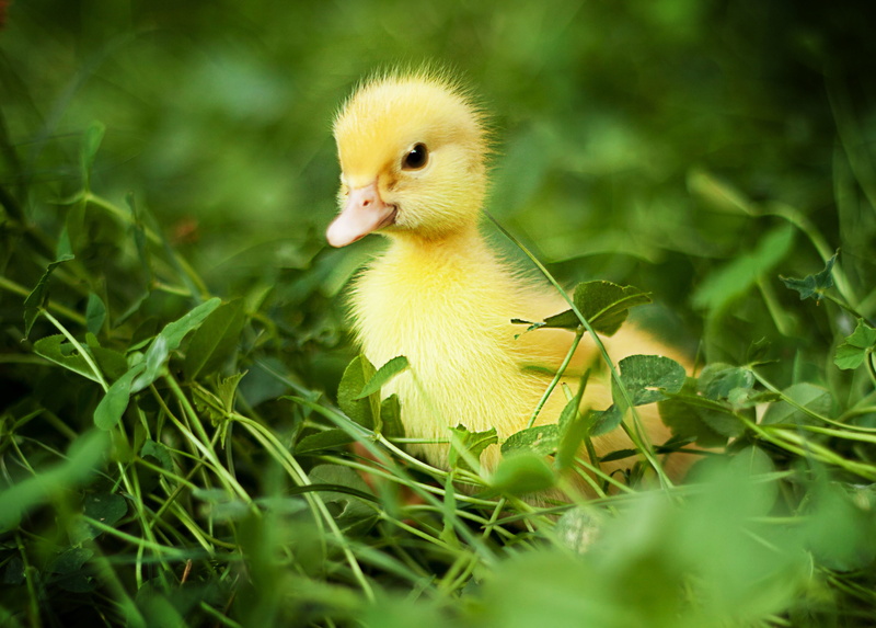 duck, 2K, chick, Nature, chicks, ducks, Bird, grass, green