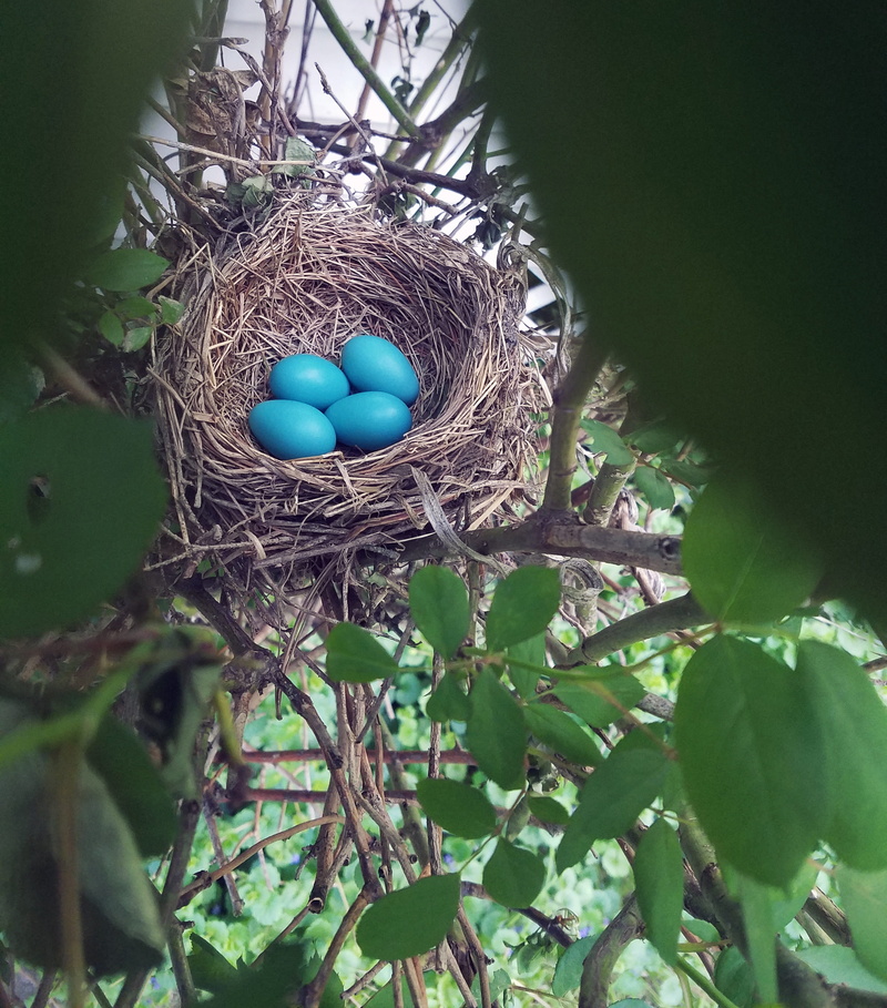 birds nest, close-up, food and drink, plant part, egg, green color, basket, day, trees, celebration, blue, hatch, nest, food, outdoors, nature, branch