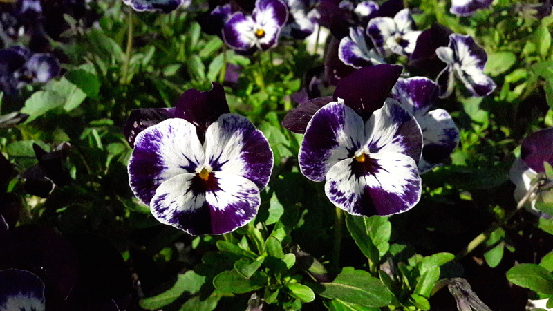 vulnerability, spring flower, inflorescence, bluish white spotted flower, petal, freshness, flower head, day, outdoors, focus on foreground, close-up, the most beautiful