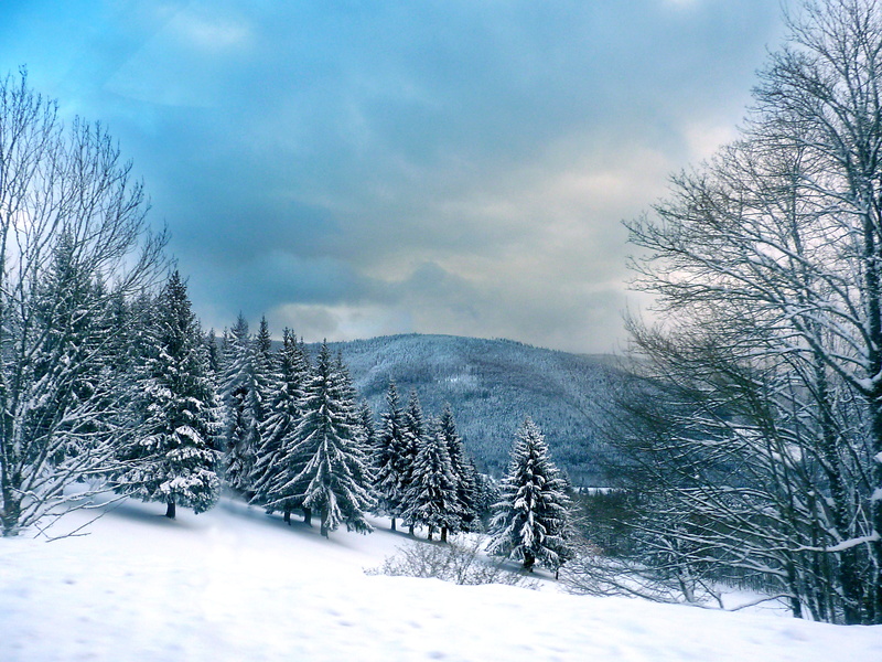 white color, environment, forest, woodland, cold, pine woodland, fog, mountain, landscape, beauty in nature, cold temperature, tranquility, cloud - sky
