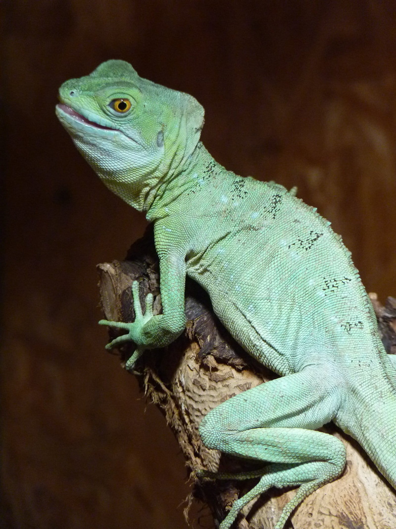 animal wildlife, looking, Reptile, climb, Chamaeleonidae, bluish, one animal, animal eye, nature, lizard, green color, looking away, iguana, no people