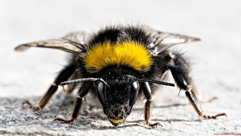 selective focus, nature, animal body part, macro, insect, animals in the wild, invertebrate, extreme close-up, one animal, close-up, animal eye, animal antenna