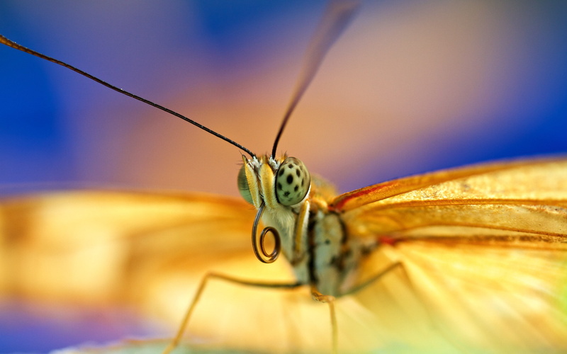 nature, fragility, extreme close-up, animal body part, one animal, invertebrate, animals in the wild, macro, animal themes, 2K, butterfly - insect, insect