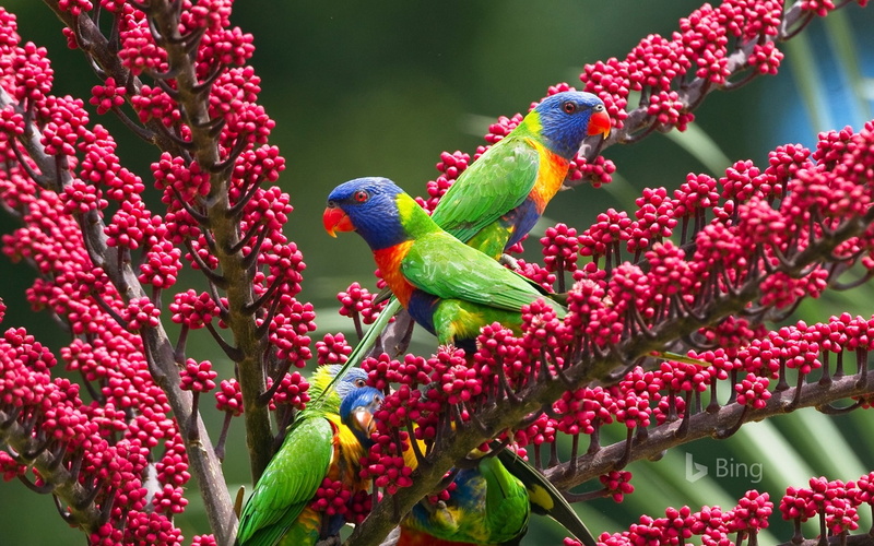 no people, plant, red, focus on foreground, growth, rainbow, fruit, queensland, flower, animal wildlife, ripe, freshness, beauty in nature, flowering plant