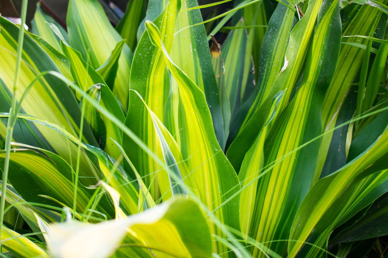 grass, full frame, green plants, plant, cereal plant, blade, dracaena, crop, freshness, plant part, nature, leaf, green color, blade of grass, day, outdoors
