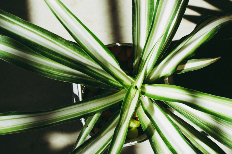 plant part, no people, beauty in nature, top view, pot plant, focus on foreground, garden, dracaena, leaf, color, summer, focus, outdoors, sunlight, daylight