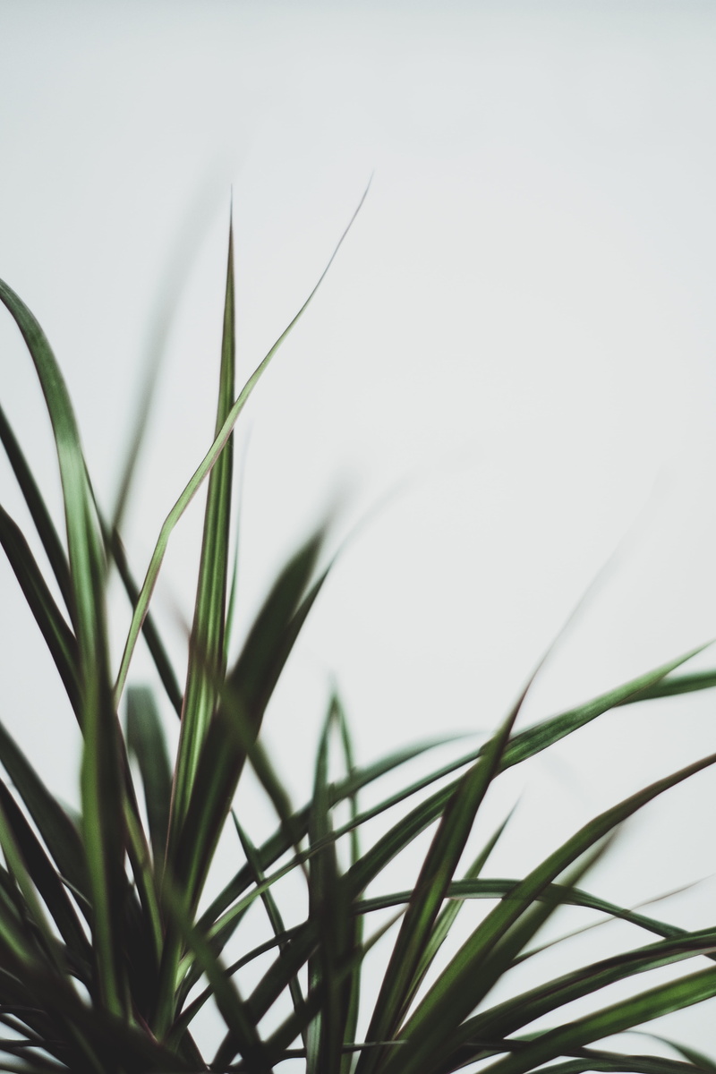  focus, nature, selective focus, bokeh, green color, plant part, green, grass, vulnerability, white background, linear, sword, day, closeup, background