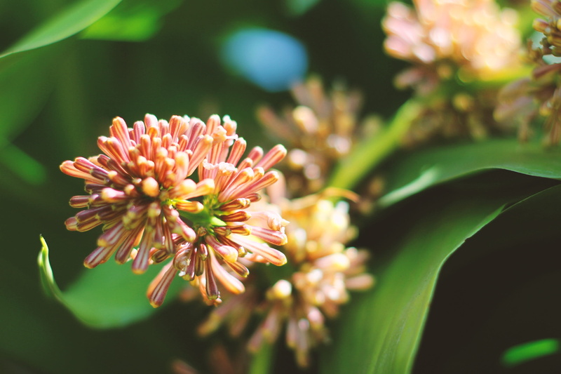 summer, garden, botany, dracaena deremensis, growth, pollen, close-up, selective focus, 2K, flowering plant, focus on foreground, freshness, inflorescence