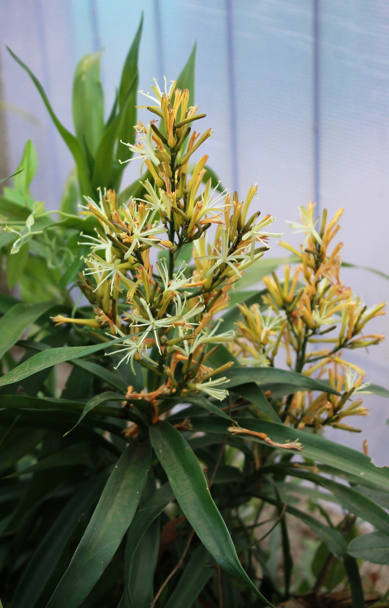 spiky, growth, healthy eating, nature, no people, focus on foreground, herb, day, fruit, food, leaf, beauty in nature, medicine, flower, flowering plant