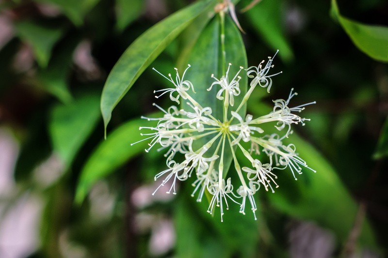 dracaena surculosa, leaf, no people, photography, flora, plant, focus on foreground, japanese bamboo, plant part, flower head, shallow, park, green color