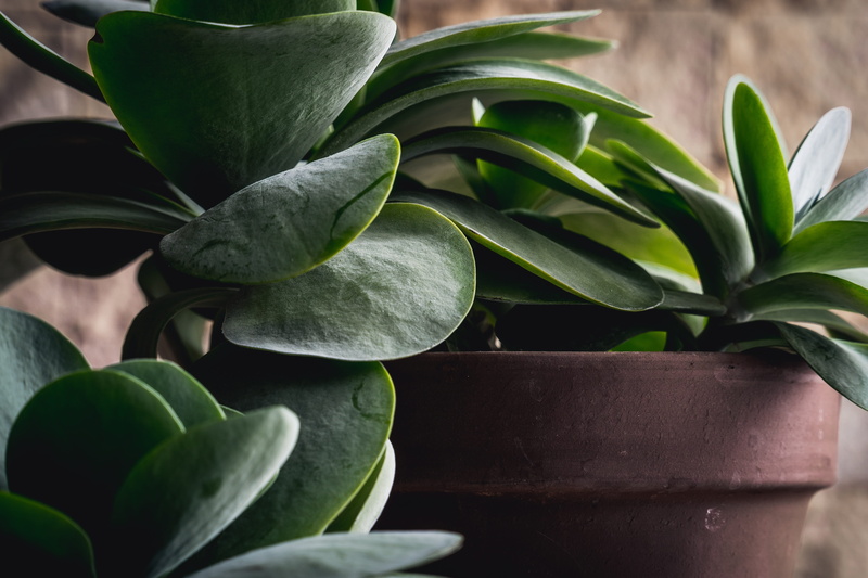 no people, dracaena, succulent, decoration, houseplant, outdoors, flower, plant part, focus on foreground, fragility, nature, botany, leaf, flora, beauty in nature
