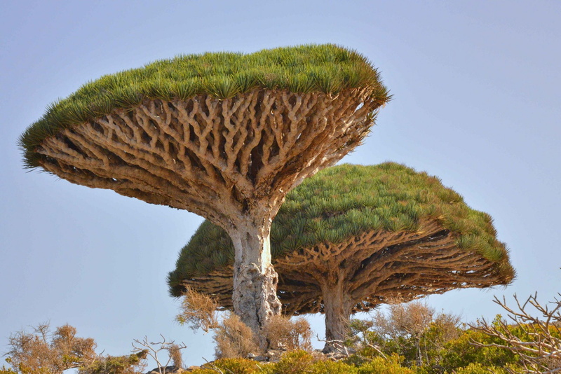 Nature, Tree, 1080P, Desert, Trees, Dracaena
