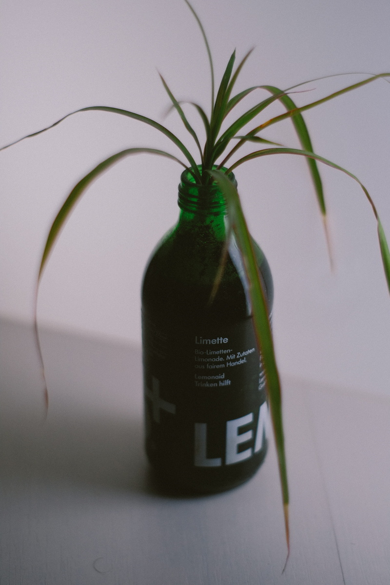 no people, bokeh, glas, green color, clean, lemonade, communication, plant part, selective focus, minimal, potted plant, plant, dracaena, container, flower pot