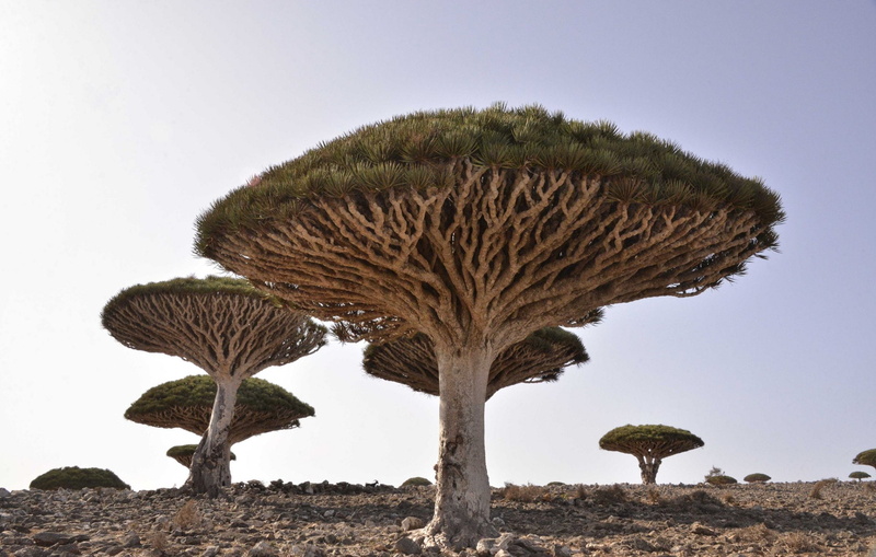 Tree, Nature, Dracaena, 1080P, Trees, Desert