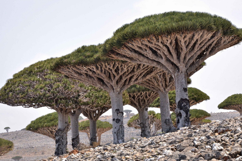 Dracaena, Stone, Nature, Tree, Desert, 1080P, Trees