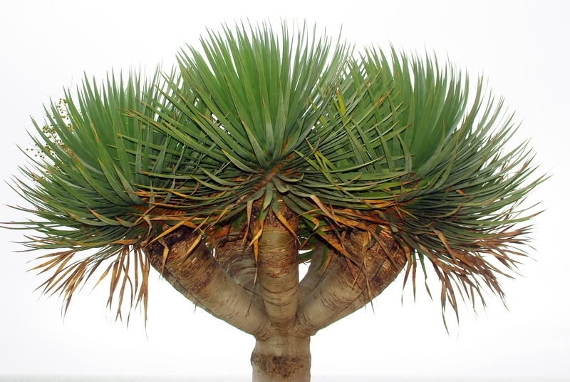 lily, palm leaf, leaf, day, growth, tropical tree, tree, palm tree, plant part, low angle view, trunk, sky, isolated form, plant, tranquility, dracaena draco