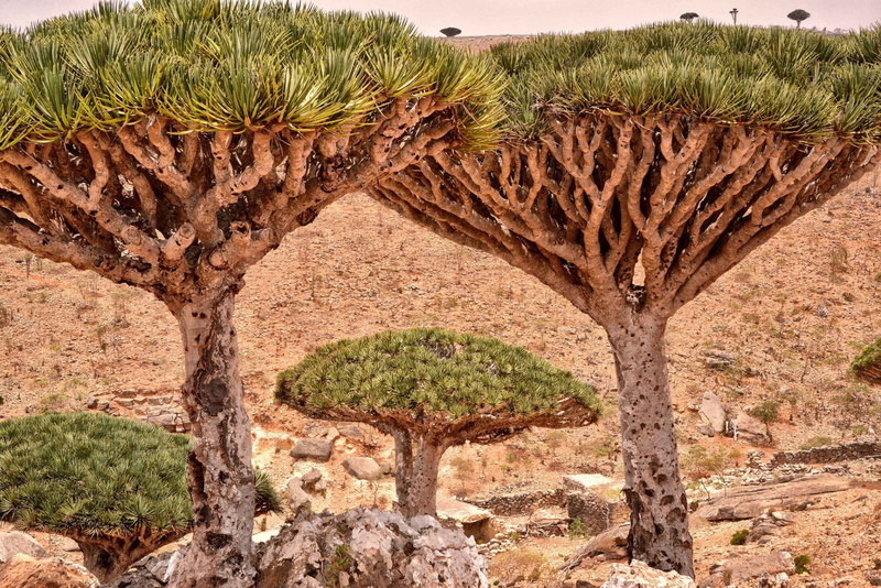 Desert, Trees, Dracaena, Tree, Nature, 1080P