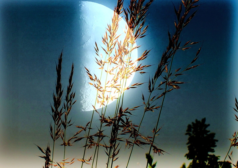 2K, scenics - nature, night sky, focus on foreground, twilight, outdoors, utopian, tree, painting, light, tranquility, stalk, atmospheric, growth, sunset