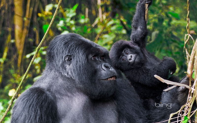 care, bing, july, animal themes, young animal, nature, gorilla, primate, ape, mammal, tropical rainforest, animal, animal head, 1080P, rainforest, animals in the wild