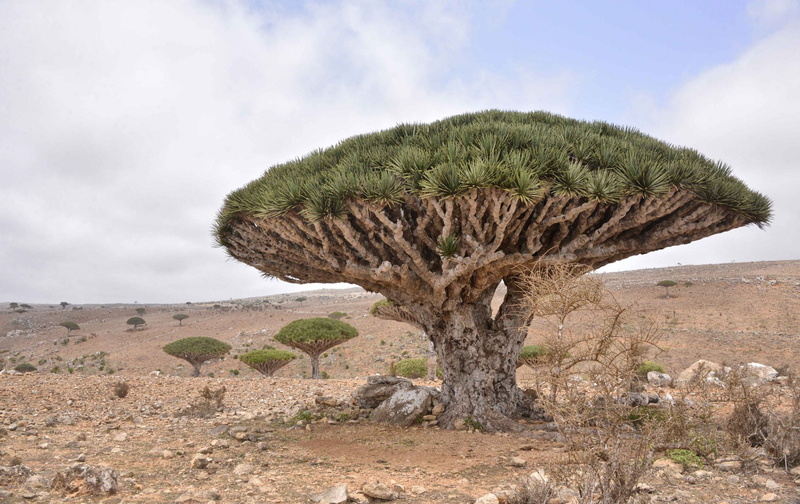 Dracaena, Tree, Desert, Trees, Nature, 1080P