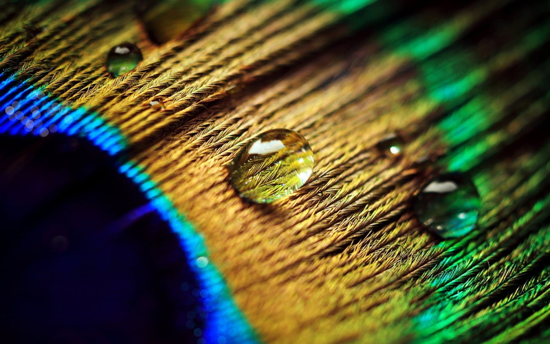 peacock feather, selective focus, pattern, yellow, backgrounds, water drops, animal, multi colored, indoors, no people, texture, textured, nature, day