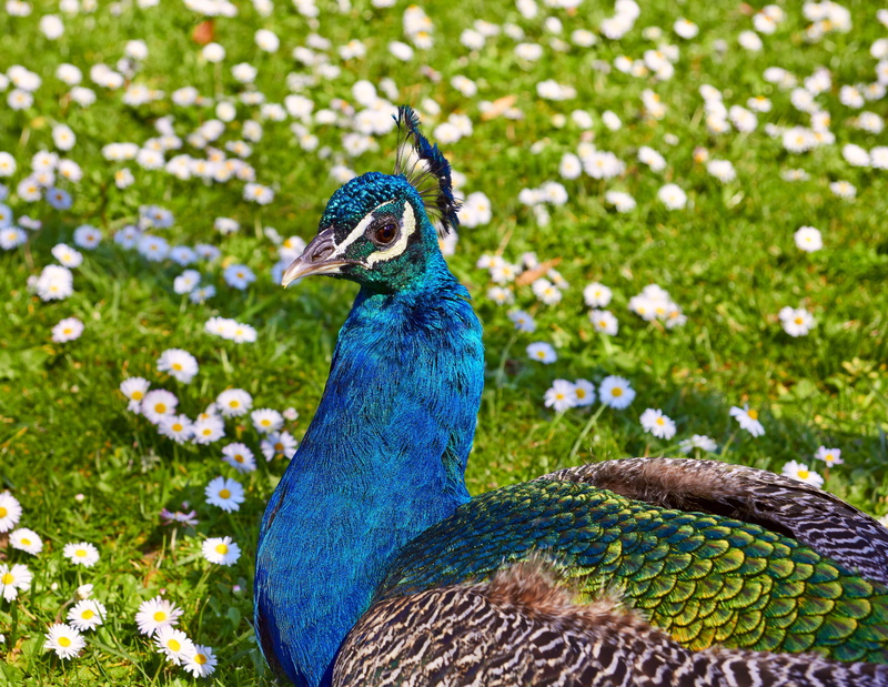 focus on foreground, beak, Peacock, beauty in nature, green, vertebrate, close-up, nature, animals in the wild, pasare, no people, animal head, animal