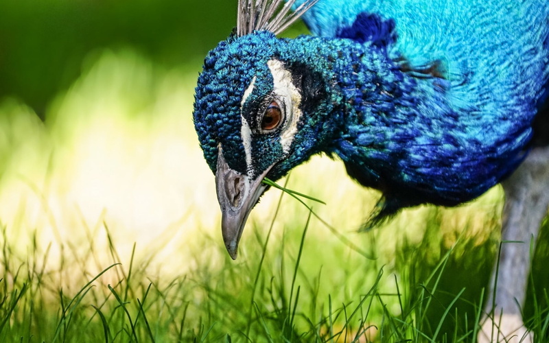 green, animal, outdoors, field, animal themes, no people, plant, animal wildlife, animal body part, 720P, bird, blue, animal eye, pasare, close-up, grass