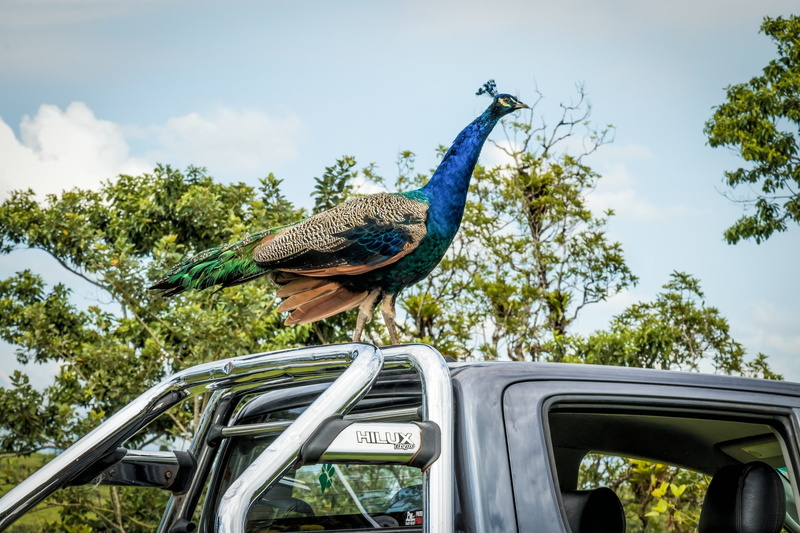 animal themes, outdoors, blue, Peacock, animal wildlife, paun, mode of transportation, bird, transportation, vertebrate, low angle view, 1080P, plant
