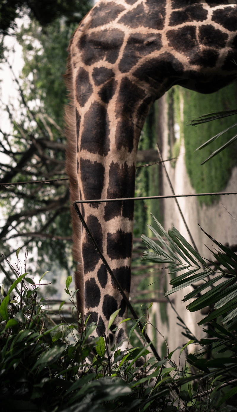 animal neck, no people, animal markings, one animal, herbivorous, animal, iphone, outdoors, eat, close-up, giraffe, day, animal body part, plant