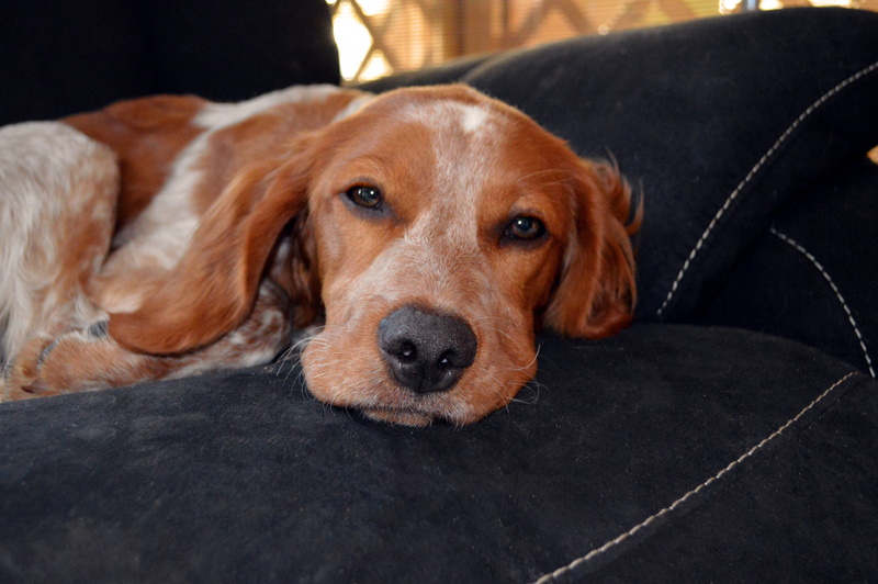 5K, white, dog, no people, happy dog, beagle, focus on foreground, close-up, animal head, spaniel, indoors, sofa, domestic animal, animal themes, puppy