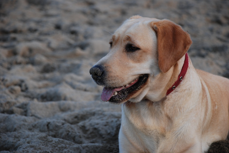 day, relaxation, animal themes, collar, outdoors, no people, sand, holidays, focus on foreground, animal head, 4K, canine, vertebrate, looking, pet collar