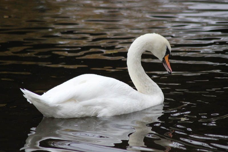 animal, 5K, Swan, swimming Animal, pond, nature, one animal, water bird, mute swan, beak, day, vertebrate, large, floating on water, water, grace, reflection