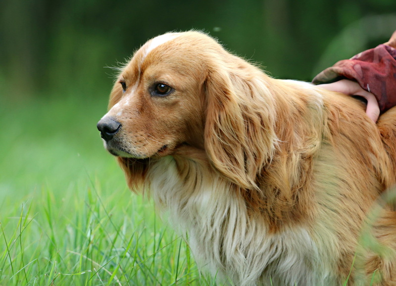 retriever, hunting, pets, one animal, ears, day, domestic animals, brown, stroll, animal themes, animal body part, adult, plant, fidelity, green color