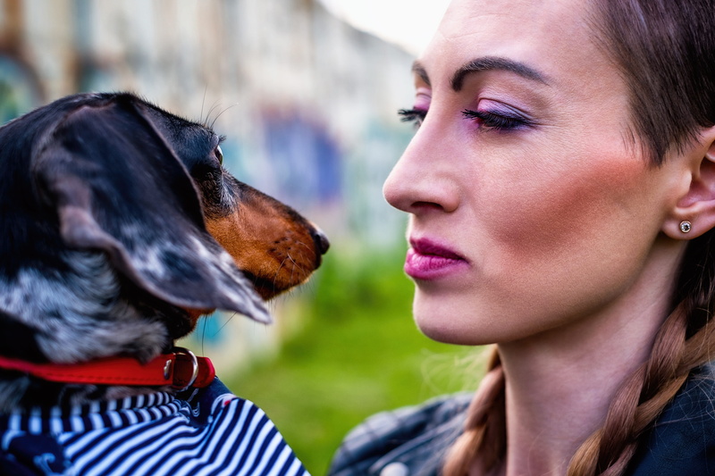 emotion, focus on foreground, headshot, domestic, Summer, one animal, young adult, domestic animals, Dachshund, mood, profile view, canine, one person