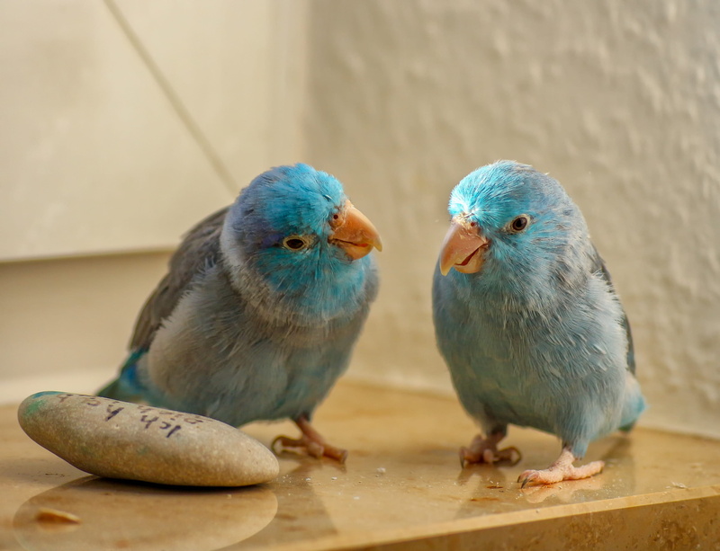 togetherness, perching, pet, animals, stone, plumage, female, day, group of animals, close-up, small, two animals, couple, passerine parrots, window sill