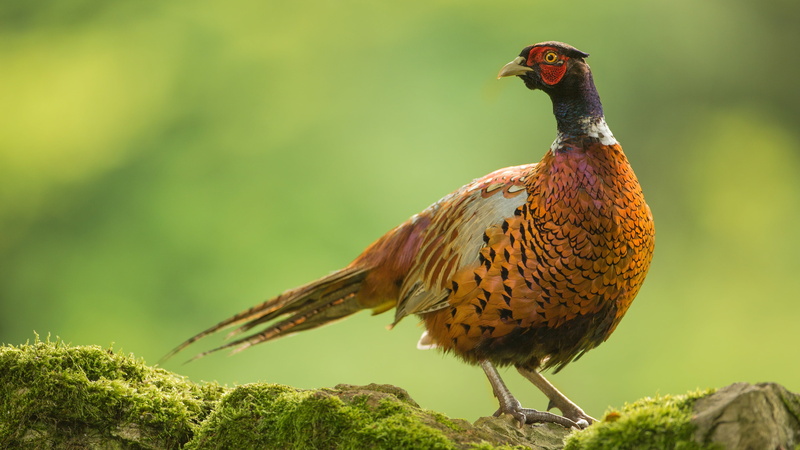 bird, stones, bright plumage, moss, green, 4K, pheasant, background